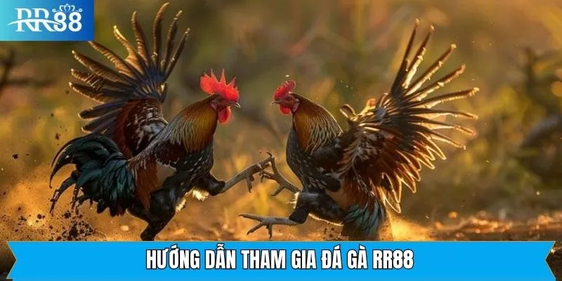 Tham gia đặt kèo đá gà RR88 dễ dàng tại sân chơi