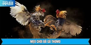Mẹo Chơi Đá Gà Thomo RR88 - Chiến Lược Hiệu Quả Từ Chuyên Gia 